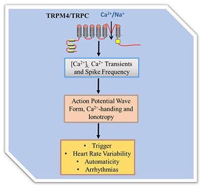 TRP Channels Mediated Pathological Ca2+-Handling and Spontaneous Ectopy